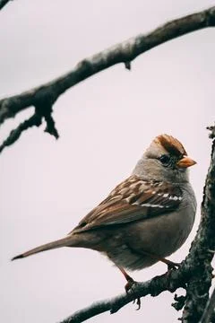 Chipping Sparrow Foto stock