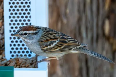 Chipping Sparrow Stock Photos
