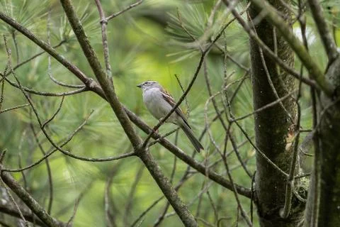 Chipping Sparrow in Pine Tree Stock Photos