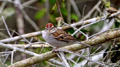 Chipping Sparrow Resting in Brush and Branches - Outdoor Stock Footage 4K Stock Footage 307000896