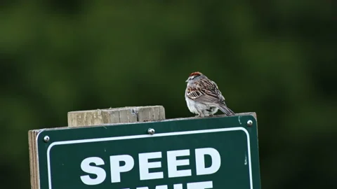 Chipping Sparrow Singing At Twilight Video stock 162269055