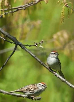Chipping sparrows Stock Photos