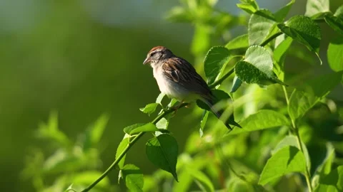 Chipping Sparrows Squabble Video stock 201486662