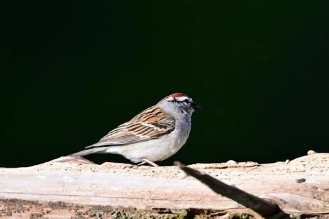 ChippingSparrowSpring Stock Photos