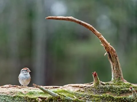 ChippingSparrowWinter Stock Photos