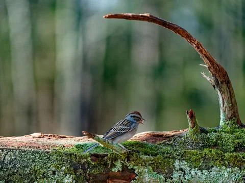 ChippingSparrowWinter Stock Photos