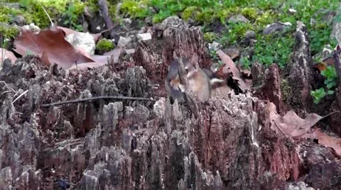 Chippy Cheeks Video stock 10831161