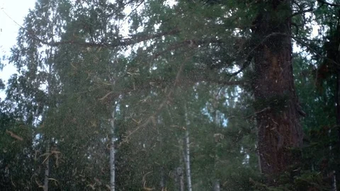 Chips and dust fly slowly from the sawmill. slow motion Stock Footage 81328493