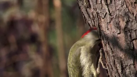 Chips fly when a green woodpecker is building its nest Stock Footage 319003663