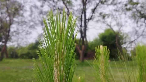 A Chir Pine characterized by its long, slender green needles. Stock Footage 334163576