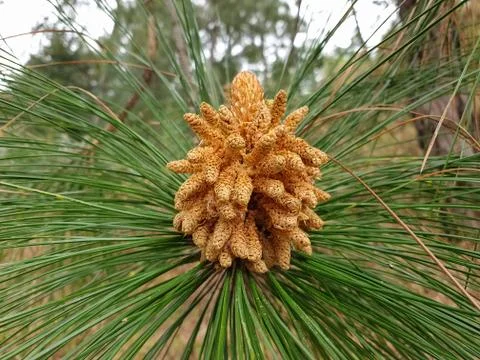 Chir pine - Pinus roxburghii tree stock photo Stock Photos