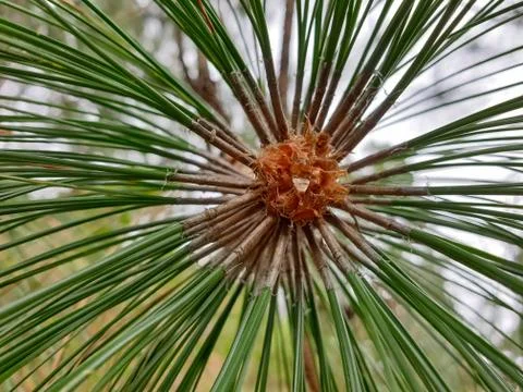 Chir pine - Pinus roxburghii tree stock photo Stock Photos
