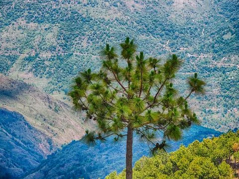 A Chir Pine tree in Murree Hill Stock Photos
