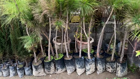 Chir Pine Tree Saplings in Grow Bags at a Nursery Stock Footage 304487134