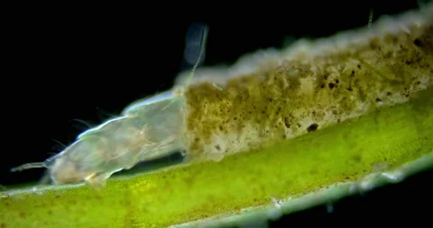 Chironomidae larva under a microscope, order Diptera. Located in the house, it Stock Footage 160540522