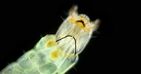 Chironomidae larva under a microscope, order Diptera. Visible jaw work. Stock Footage 236476292