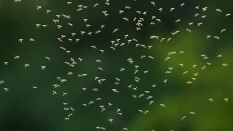 Chironomids (Chironomidae) in a mating dance in backlight above a meadow Stock Footage 297393097