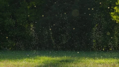 Chironomids (Chironomidae) in a mating dance in backlight above a meadow Video stock 297393098