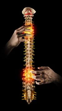 Chiropractic, concept. Professional chiropractor treating spine of patient .. Stock Photos