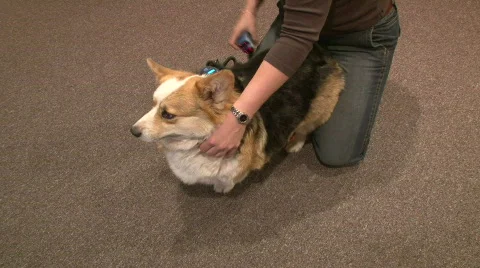 Chiropractor for animals Video stock 397831