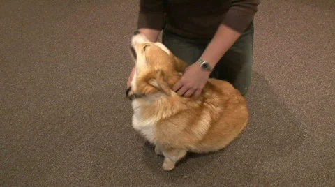 Chiropractor for animals Stock Footage 397858