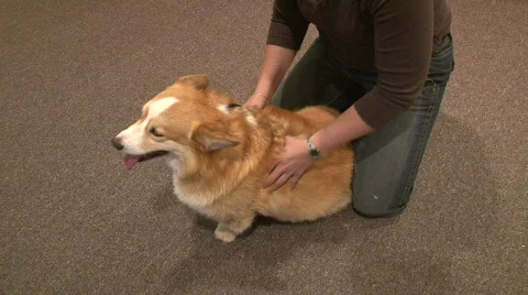Chiropractor for animals Stock Footage 397866