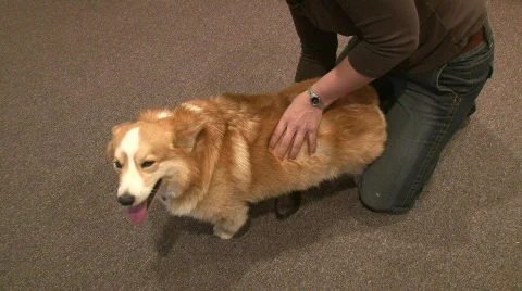 Chiropractor for animals Stock Footage 397874