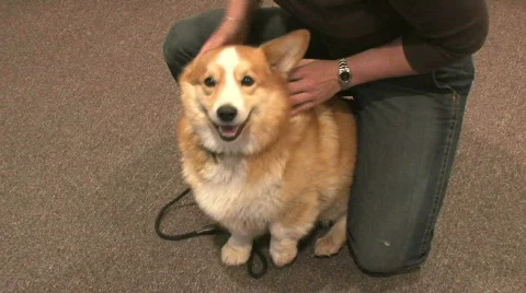 Chiropractor for animals Stock Footage 397879