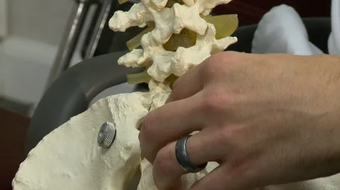Chiropractor model spine up Video stock 62053853