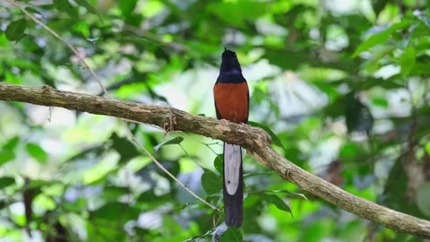 Chirping and singing as if it is a concert for this bird, White-rumped Stock Footage 250513537