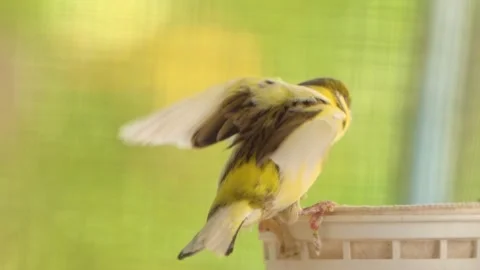 Chirping Atlantic canary bird sing, singing, Serinus canaria , canaries, Stock Footage 274284552