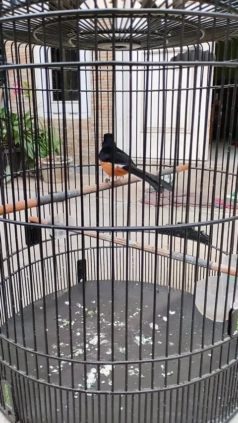 Chirping bird in a cage Stock Footage 292962726