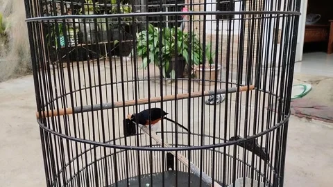 Chirping bird in a cage Stock Footage 292962748