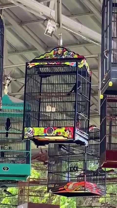 Chirping bird contest Video stock 213581837