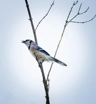 Chirping Blue Jay Stock Photos