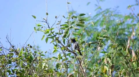 Chirping Bulbul Vídeos de archivo 61130687