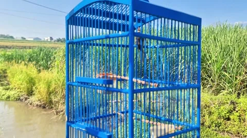 Chirping Canary Bird Inside a Bright Blue Wooden Cage Hanging Outdoors Stock Footage 333466560