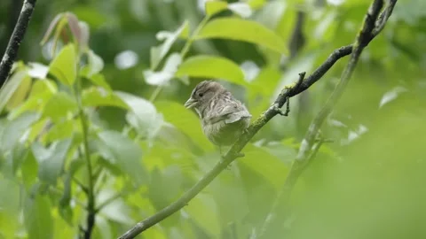 Chirping House Sparrow on Branch Vídeos de archivo 334869703