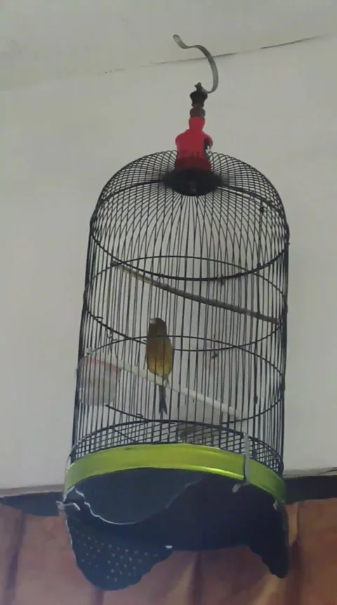 The chirping of the Indonesian canary 스톡 동영상 236335896
