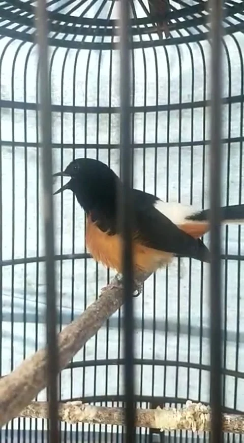 The chirping of the magpie bird is very melodious. (Copsychus malabaricus) Stock Footage 259678428