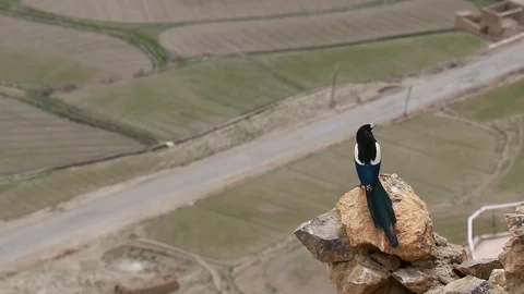 Chirping magpie on the hillock Видео 121952844