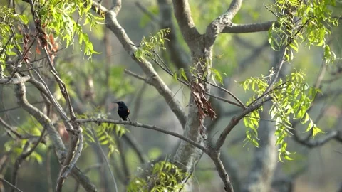Chirping purple sunbird Stock Footage 274371584