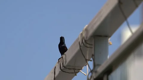 Chirping purple sunbird Video stock 274371598