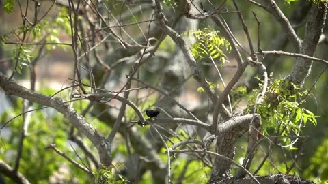 Chirping purple sunbird Stock Footage 274371605