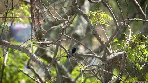Chirping purple sunbird Stock Footage 274371607