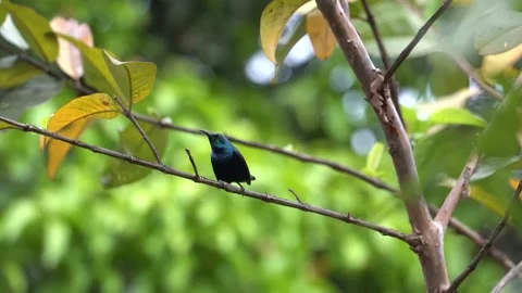 Chirping purple sunbird Stock Footage 274371646