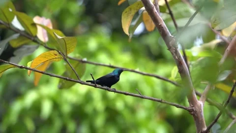 Chirping purple sunbird Stock Footage 274371651
