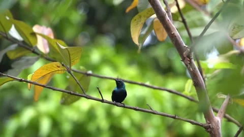 Chirping purple sunbird Stock Footage 274371653