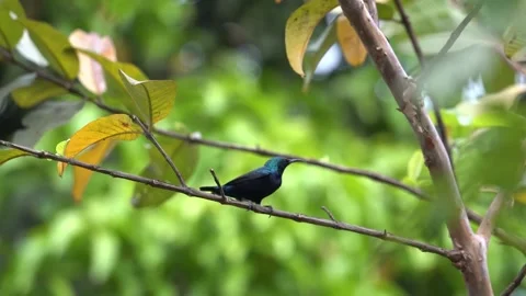 Chirping purple sunbird Stock Footage 274371654