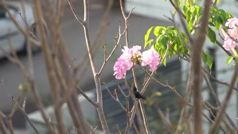 Chirping purple sunbird Stock Footage 274371682